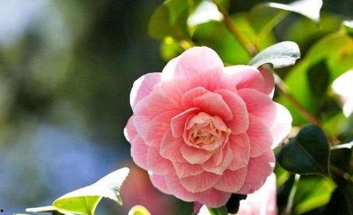 娱乐吃瓜酱山茶花,揭秘山茶花的神秘魅力 第1张 娱乐吃瓜酱山茶花,揭秘山茶花的神秘魅力 第1张